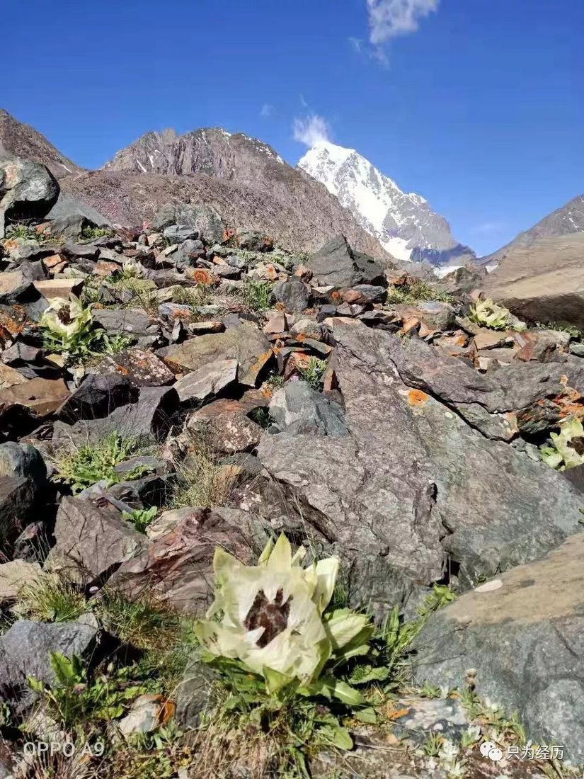 博格达雪莲,博格达天山雪莲