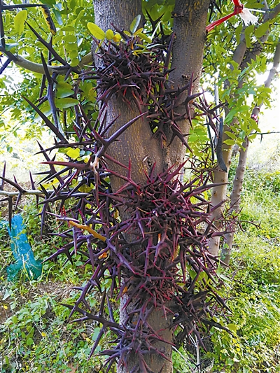 鐨傝崥,鐨傝崥鍖荤枟鍔熸晥