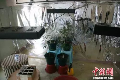 *麻大**饼干、*麻大**糖果、*麻大**化妆品...加拿大“*麻大**零食”合法化愁坏华侨华人