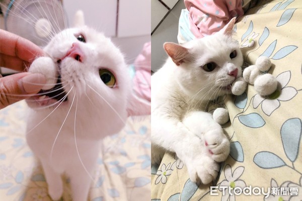 喵见天气转凉　贴心帮奴才把黑T变白毛衣