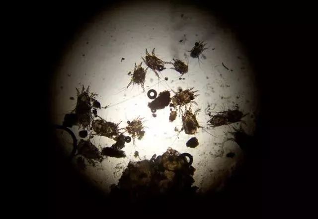 除螨杀菌喷雾好物推荐,家用除螨喷雾好物推荐