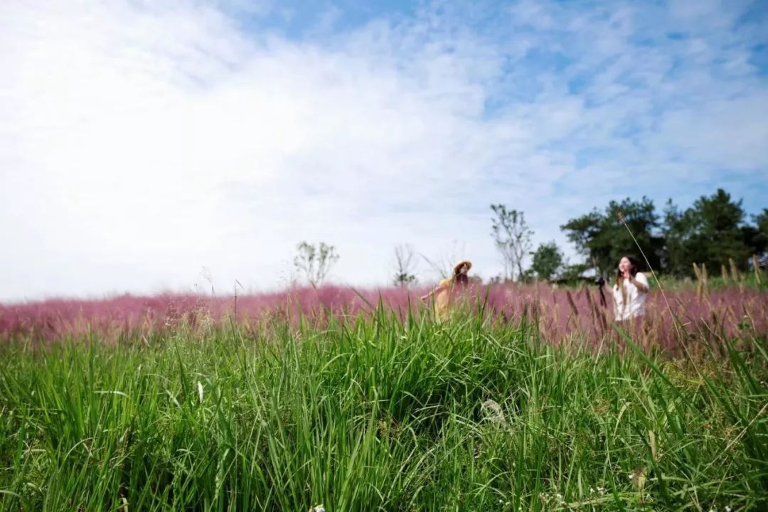 粉黛乱子草网红打卡地成都免费,美到炸网红粉黛乱子草就在双流