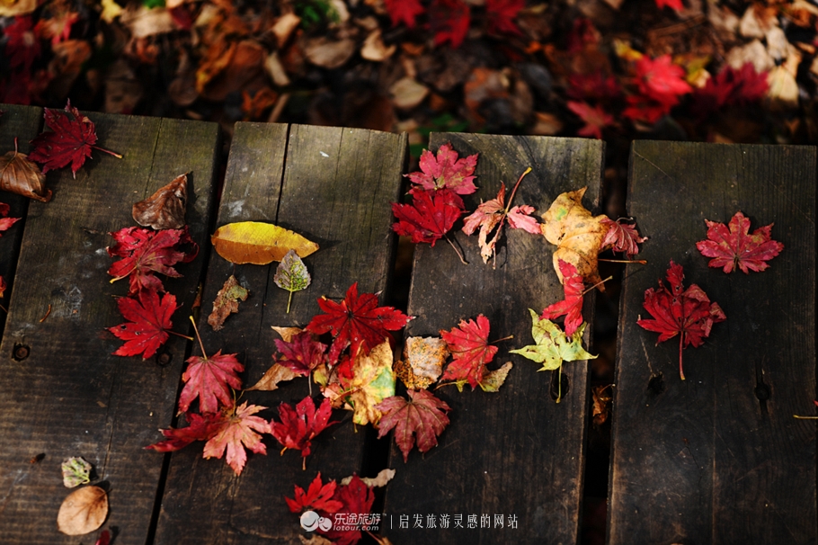 落英缤纷的是叶子还是凄美？