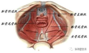 关于盆底康复你想知道的都在这里,老年女性盆底有病什么症状