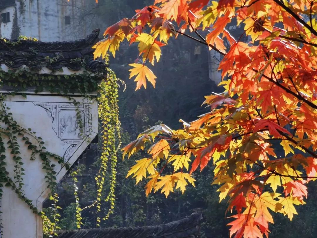 婺源篁岭晒秋什么最好看,婺源秋色正浓石城枫叶渐显红