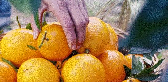 信丰脐橙和赣南脐橙,信丰脐橙第一橙