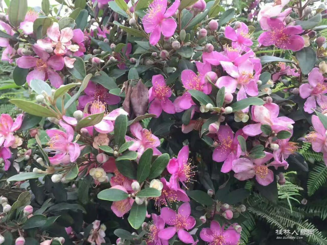 桂林特产野生果,广西桂林冬天山上的野果