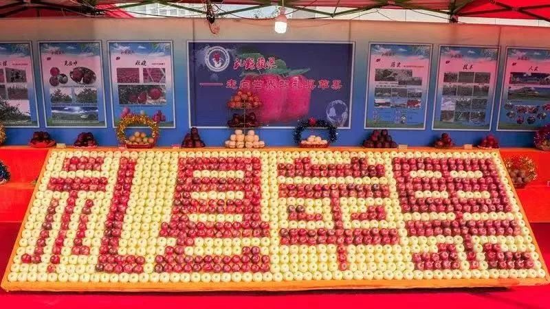 陇南礼县苹果产业,礼县苹果供应链