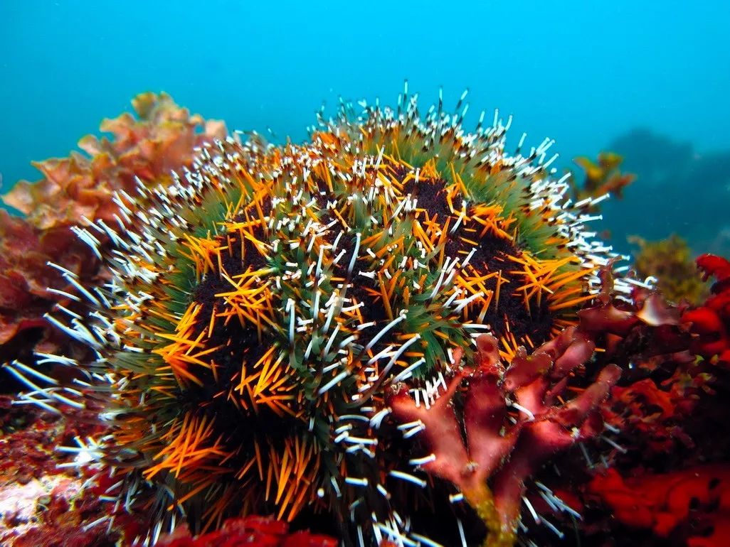 为什么海胆走路要“屁股”朝天