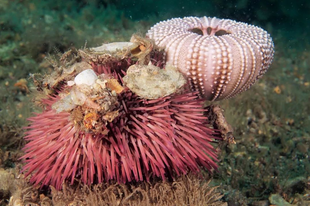 为什么海胆走路要“屁股”朝天