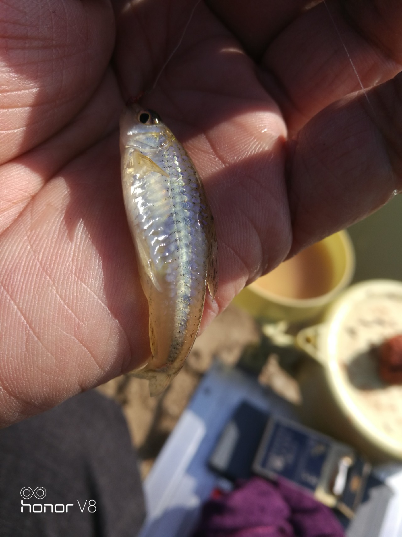 初春野河钓小杂鱼,野钓避杂鱼