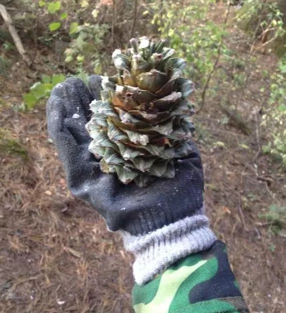 我的野保坑是这样填出来的：打豆豆，就酱