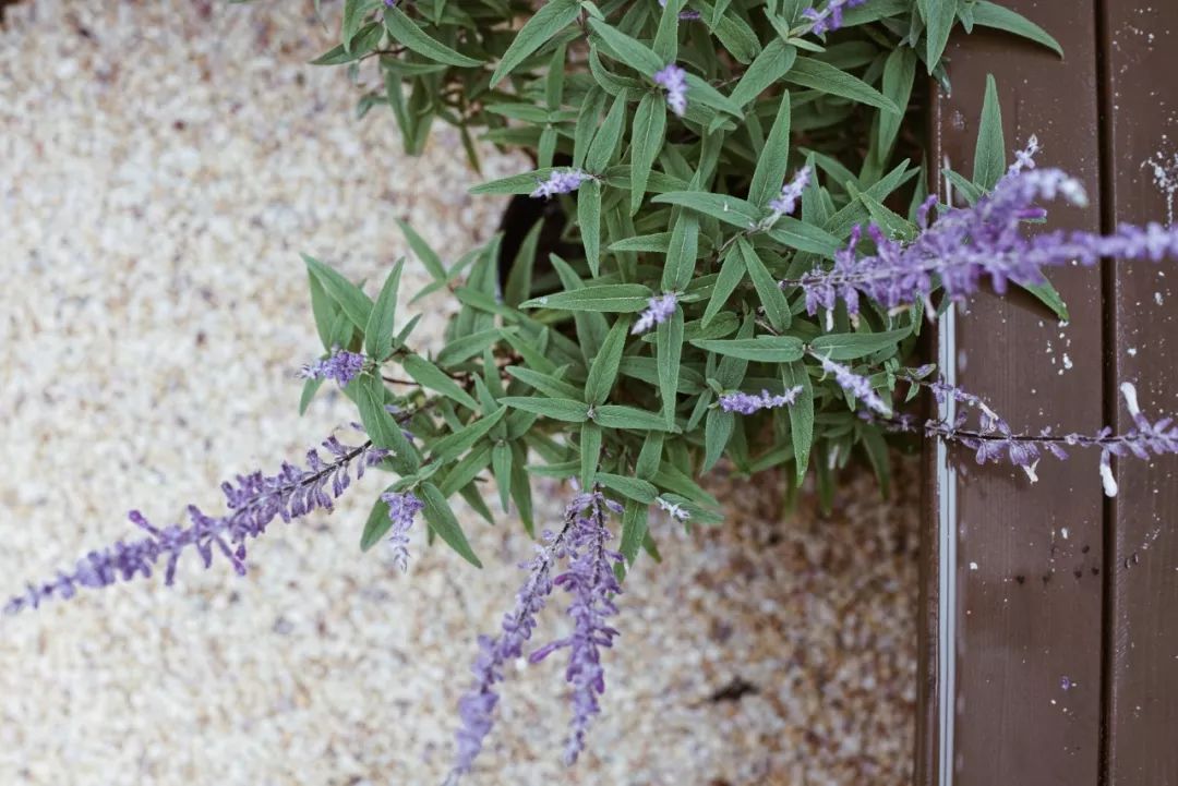 她买下32㎡上海老旧学区房,为女儿打造小桃园,还有20㎡超舒适大庭院