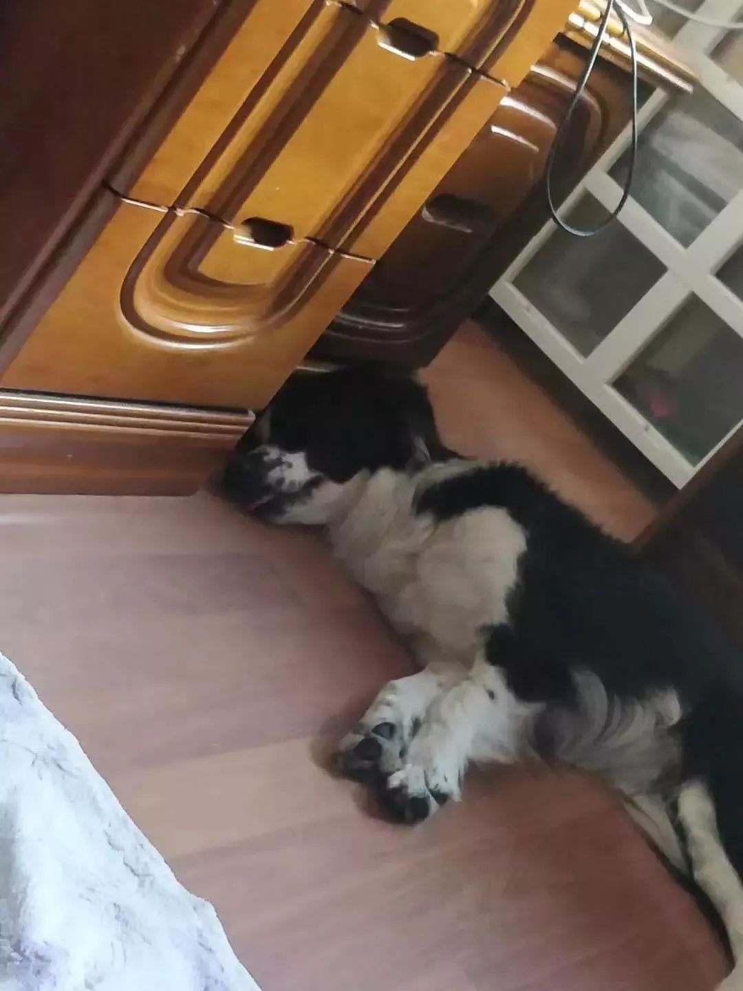 贵阳电子驾驶证开通了吗,贵阳犬证编号