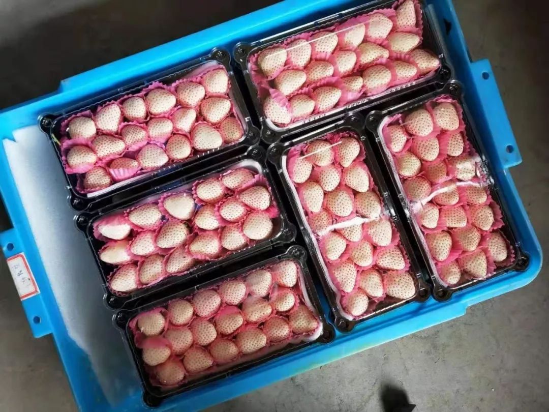 欢迎国家级贫困县合作社免费参展：京东、盒马、百果园、本来生活...大牌齐聚行业盛典！百亿订单等您来签