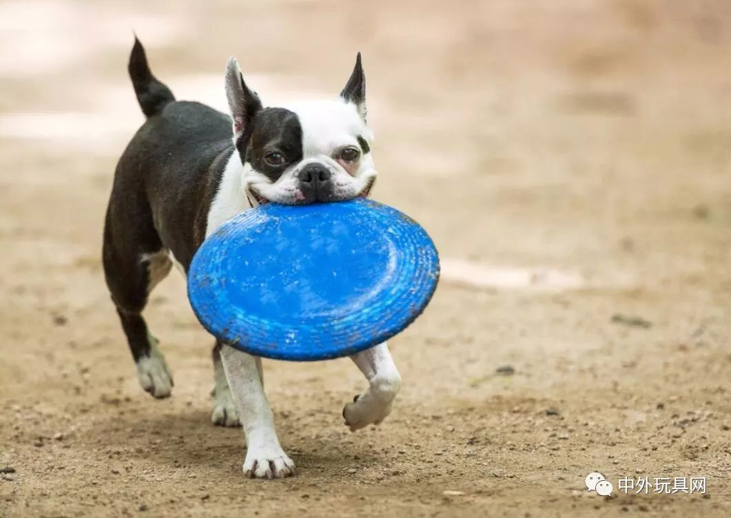在哪里可以买到狗狗的玩具,狗狗的玩具什么地方有卖的