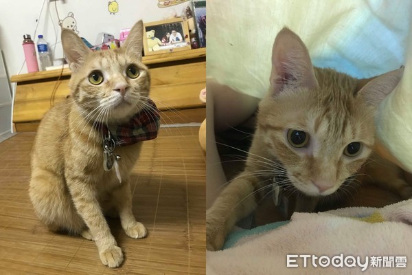 快起床!猫推行李箱害奴才脑震荡