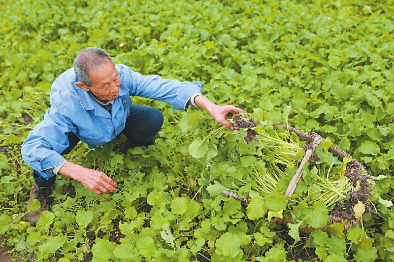 三个关键词看一季度经济,三个数字看四川农业发展