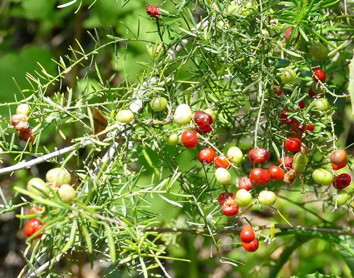 芦笋像竹子,芦笋是竹子的笋吗