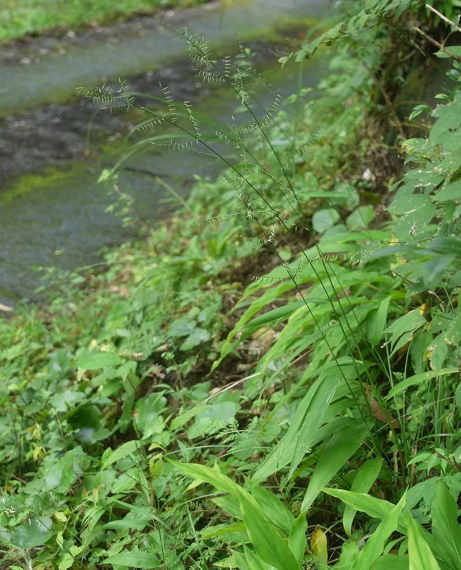 芦笋像竹子,芦笋是竹子的笋吗