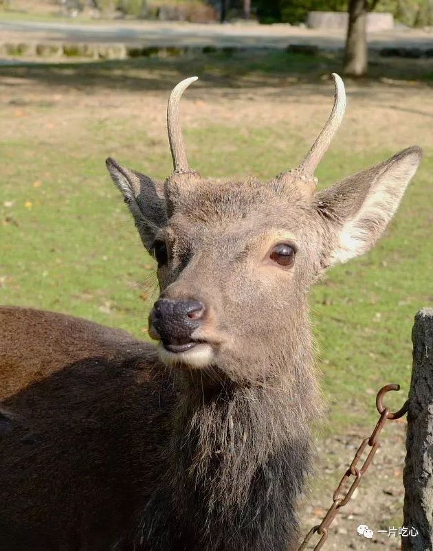 奈良的小鹿,奈良的小鹿最近新消息
