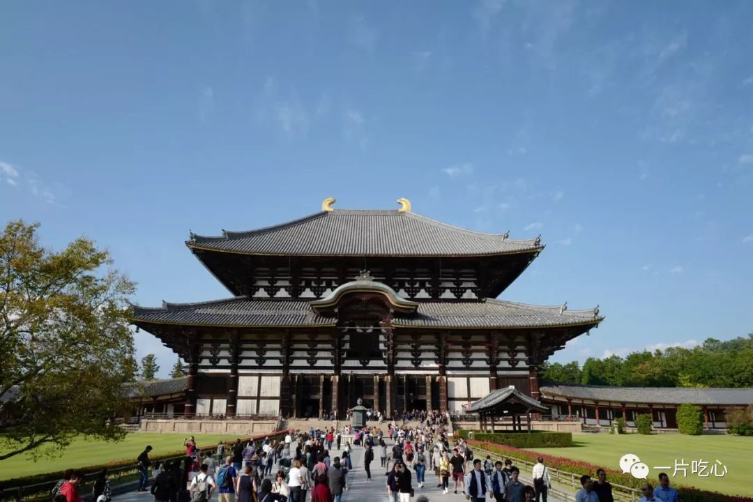 奈良的小鹿,奈良的小鹿最近新消息