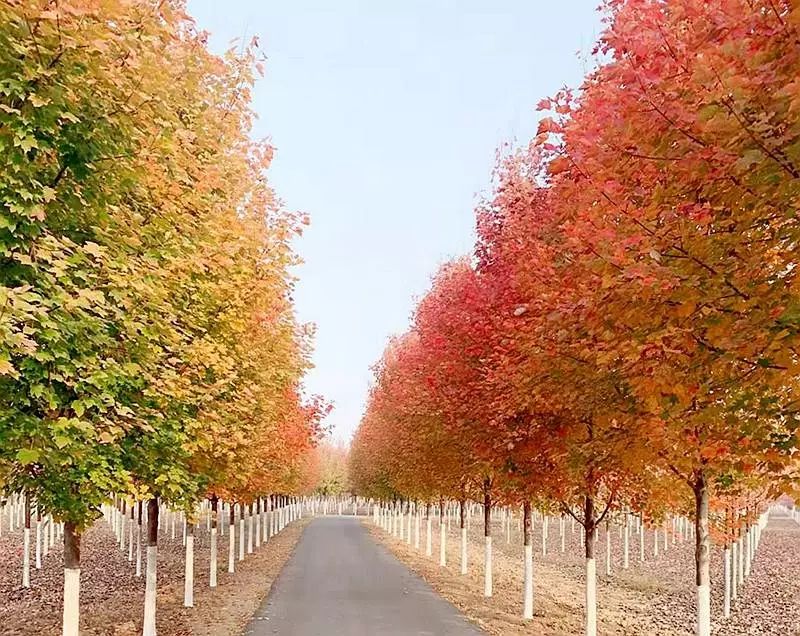 中国乡村振兴高峰论坛,乡村振兴与乡村治理高峰论坛