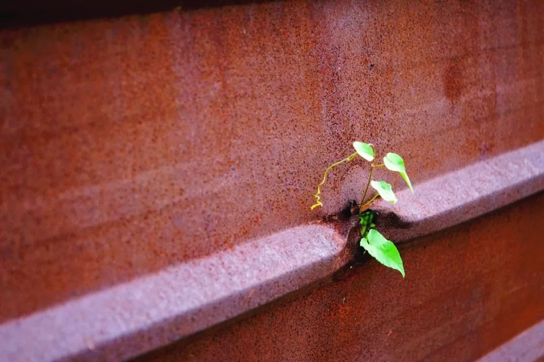 双癌抗癌,双癌重生自救