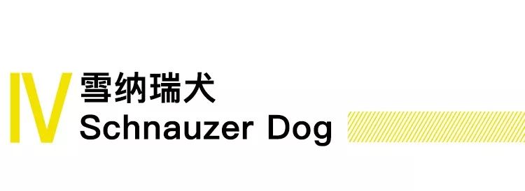 养狗的20个技巧,养狗最推荐养什么