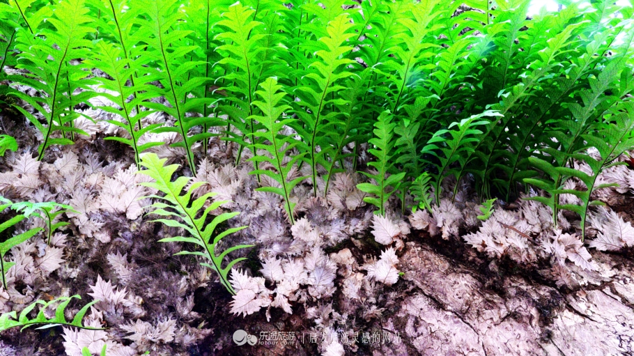 美秀娇甜，淳朴自然，可爱的中国，弋阳一日见闻