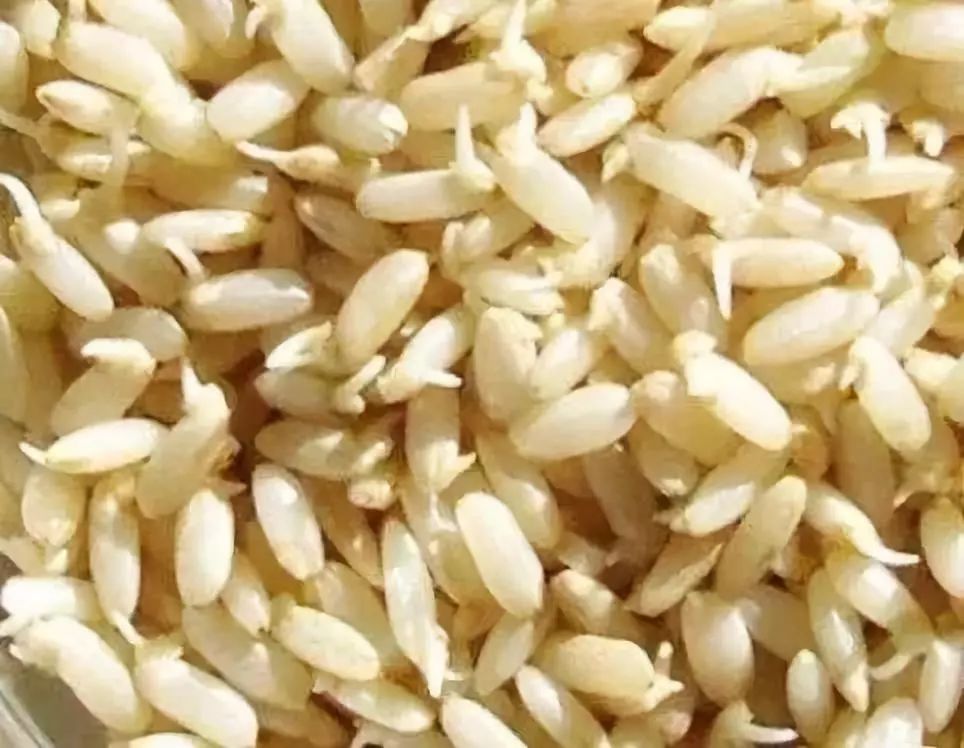 那些发芽的食物还能吃吗,发芽的食物不能吃一文告诉你真相