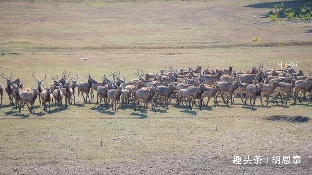 江苏有种名蟹全是“运动员”,用特殊工具捕捞,生长环境优质