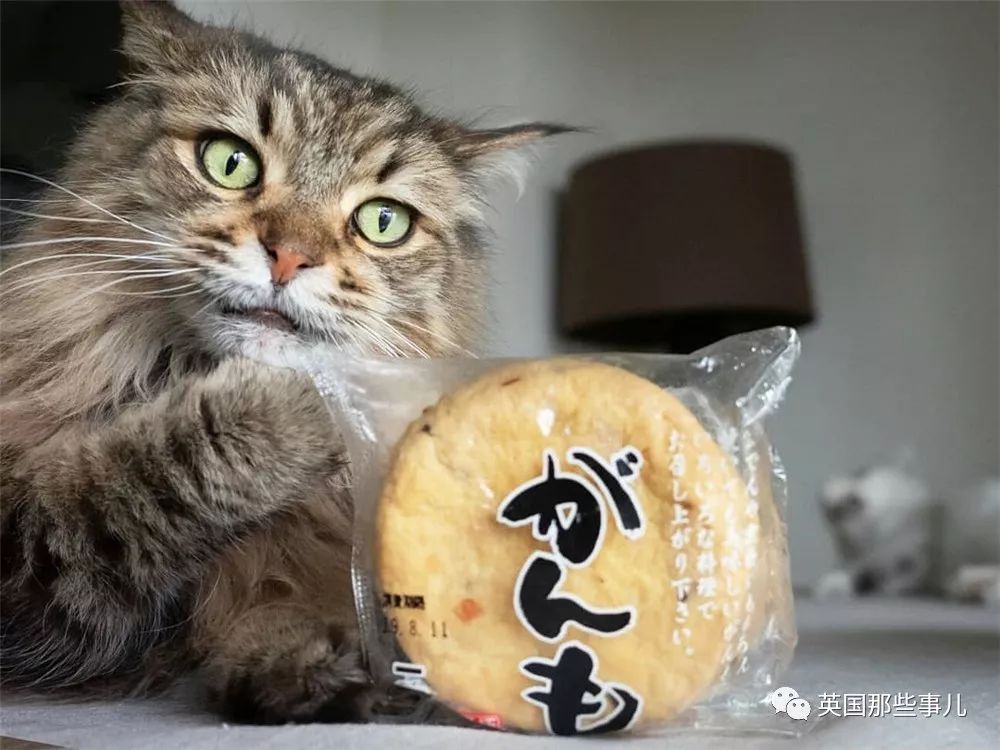 喵星人吃起来真香看的都想吃一口 (喂喵星人吃饭一副生无可恋的表情)