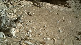 艺高胆大的动物是什么,艺高胆大什么生肖动物