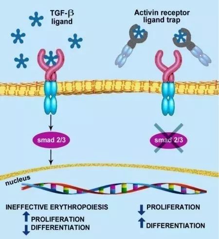 地中海贫血首创新药,地中海贫血最新研发药