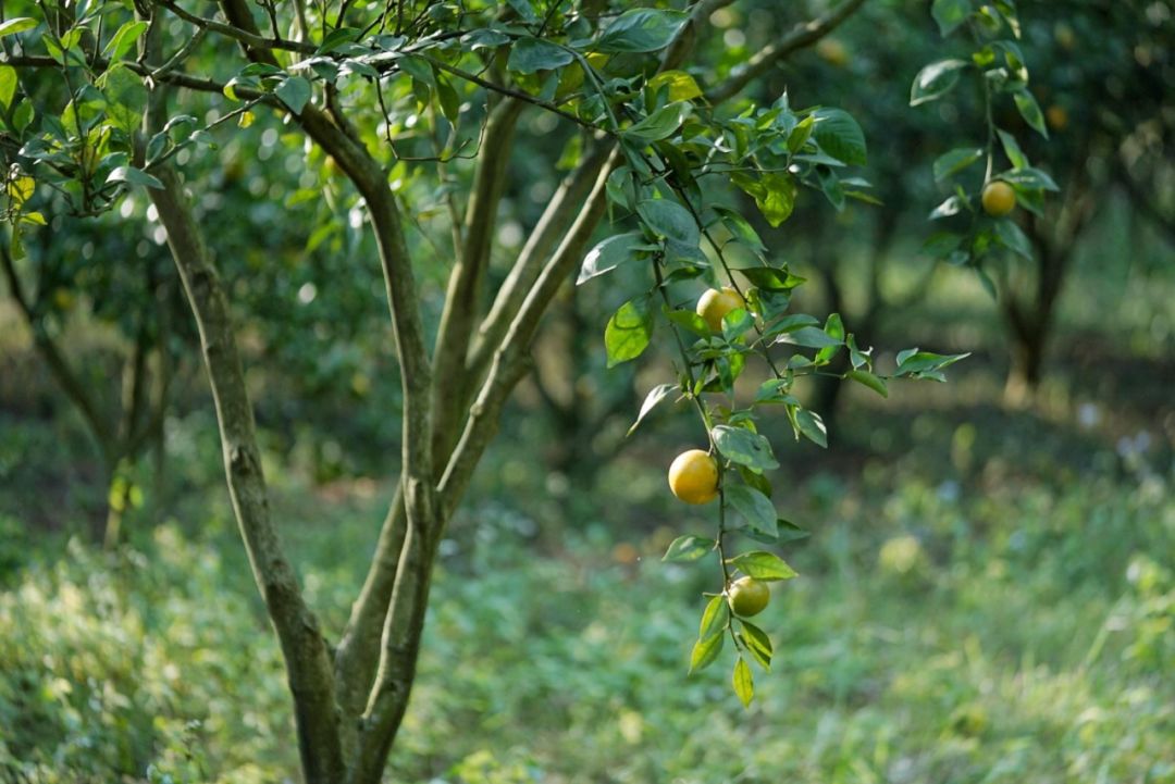 认识下广东人从小吃到大的宝藏水果,像冬季里清甜的山泉