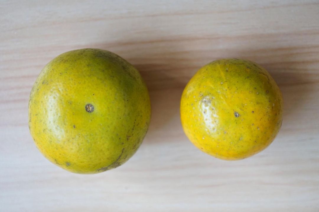 认识下广东人从小吃到大的宝藏水果,像冬季里清甜的山泉