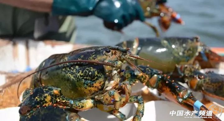 皇家格陵兰水产有限公司,皇家格陵兰北极虾加工船