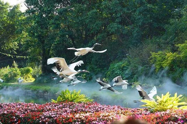 亲子游广州长隆动物园,广州长隆野生动物世界亲子游路线