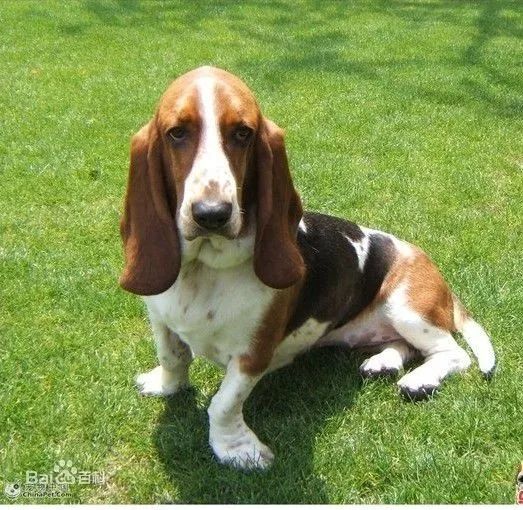 盘点狗狗智商排行榜前十,狗狗智商排行倒数20名