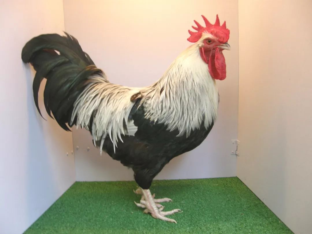 通过鸡来获得的优越感