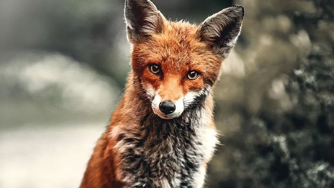 firefox是怎么落后于chrome的,firefox打不开网页