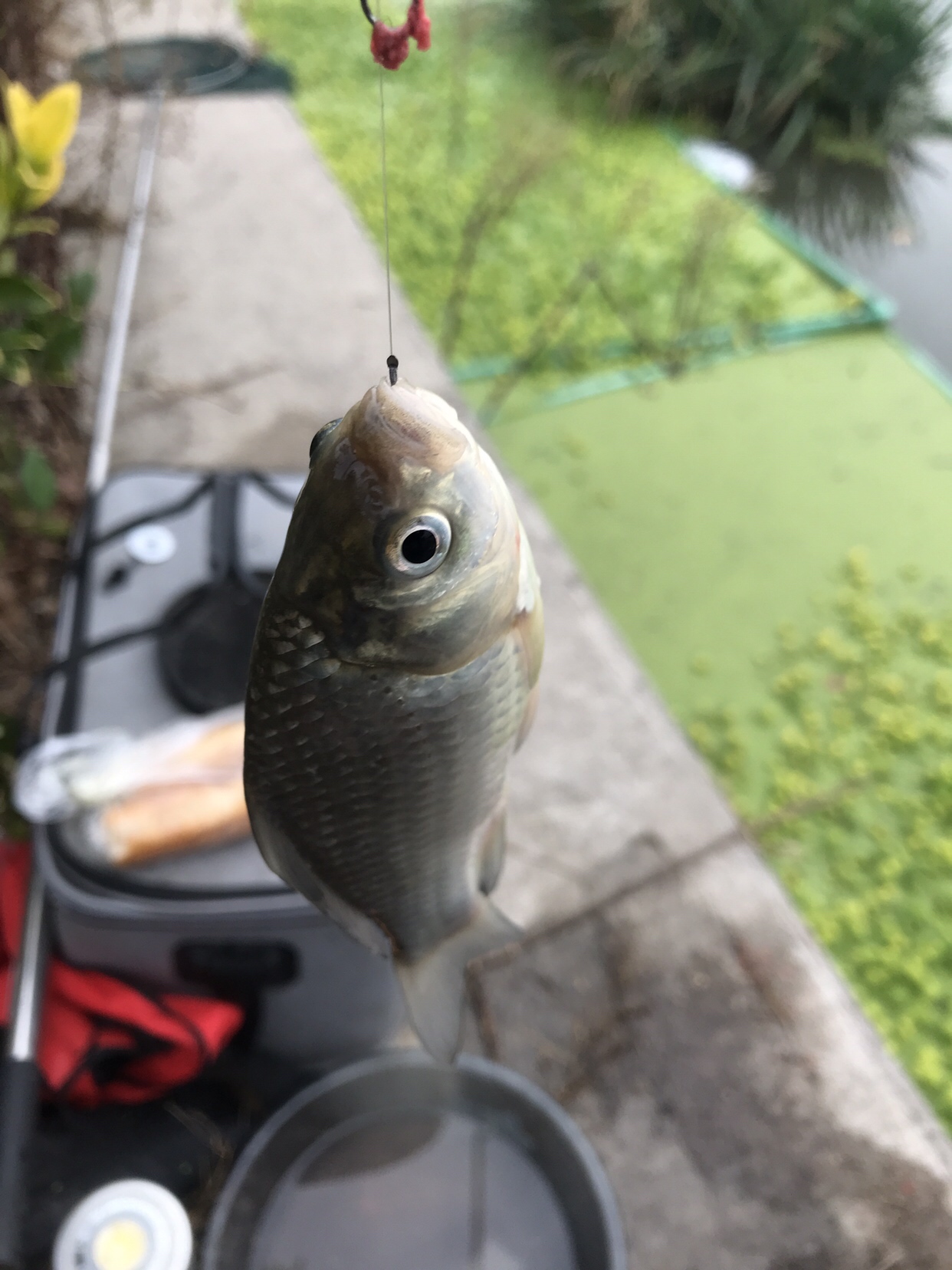 野钓垂钓实录,野钓钓鱼视频实战