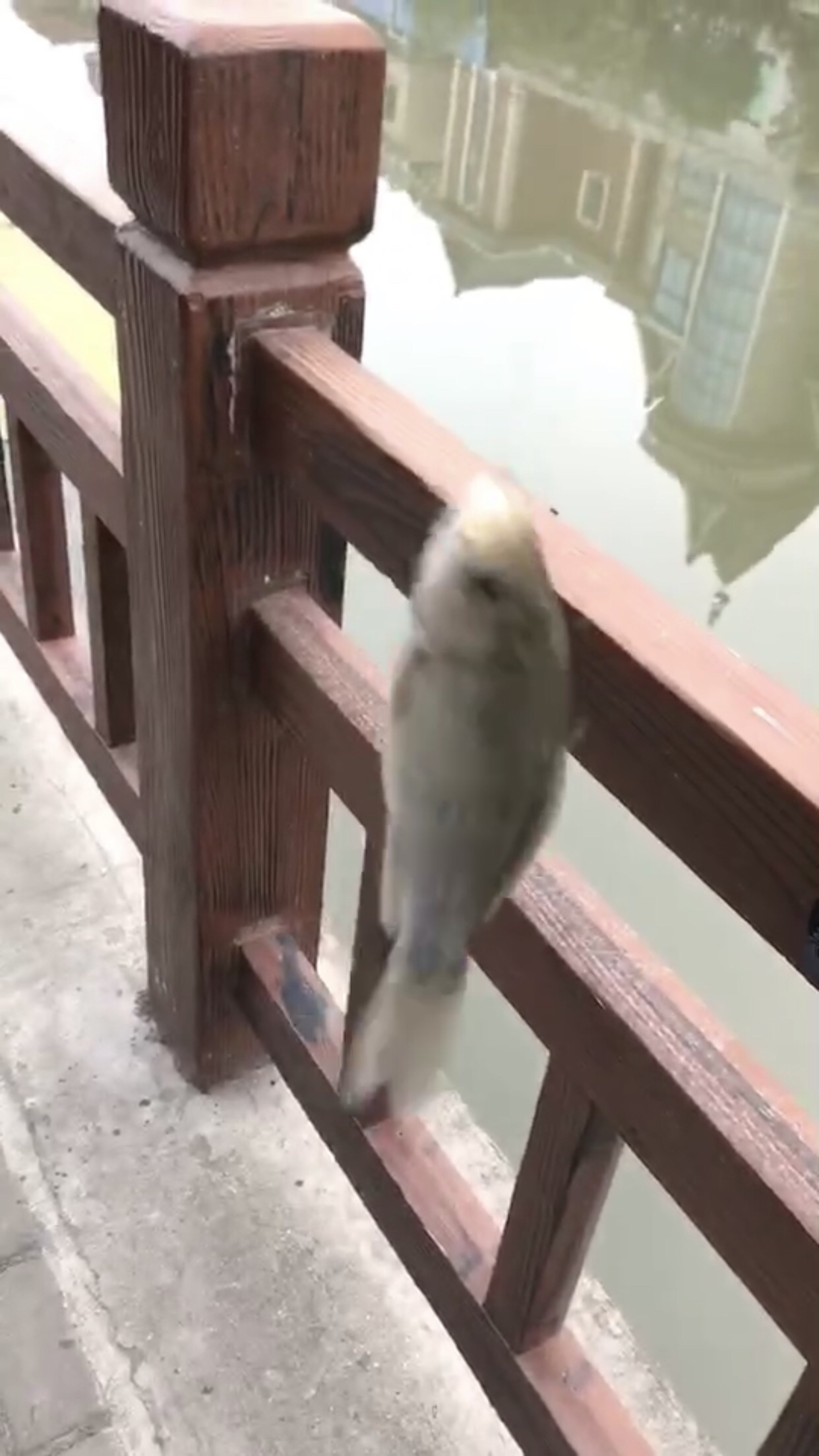 野钓垂钓实录,野钓钓鱼视频实战