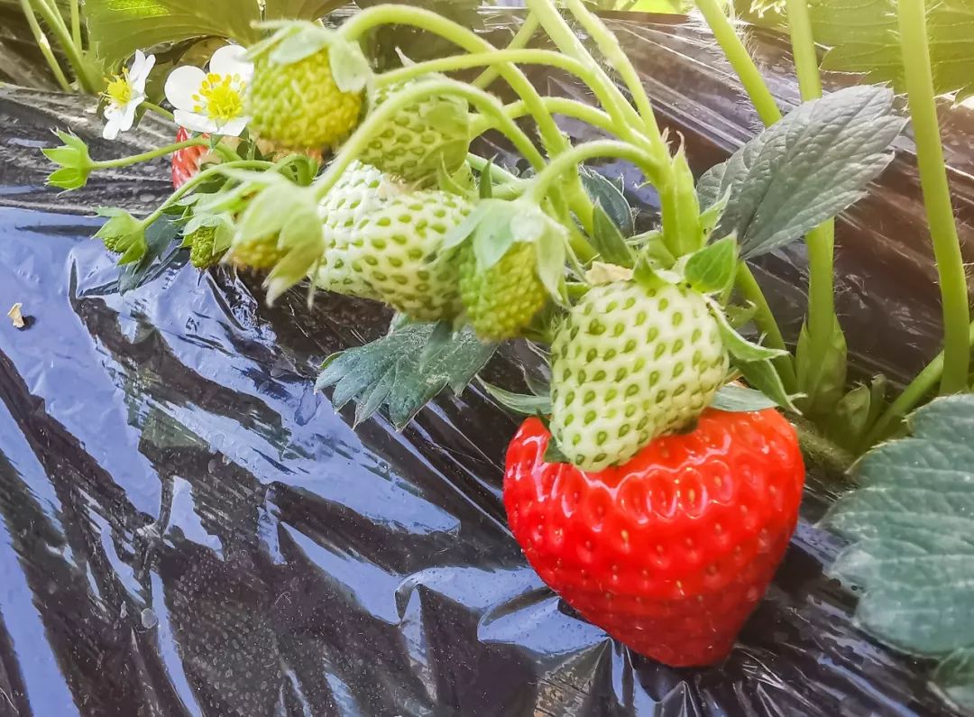 北京昌平草莓哪两个季节上市,昌平草莓什么时候熟