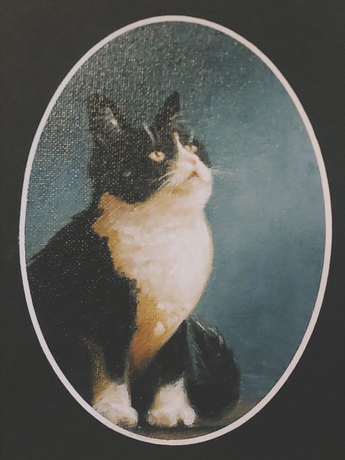 各种猫咪的博物馆,猫咪博物馆都有哪些猫