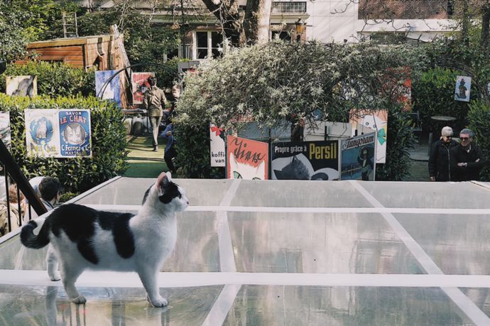 各种猫咪的博物馆,猫咪博物馆都有哪些猫