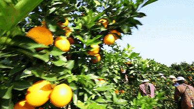 脐橙之乡信丰脐橙,信丰脐橙和赣南脐橙