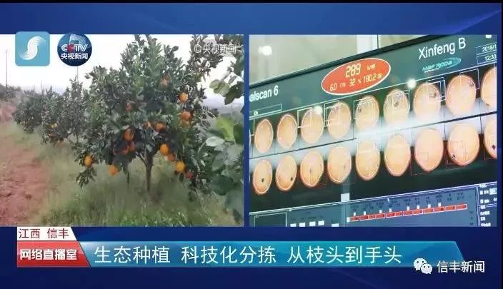信丰脐橙和赣南脐橙,信丰脐橙第一橙