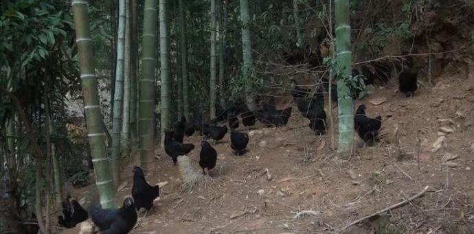 智慧农业助农民增产,分享农业知识助力农户增产增收